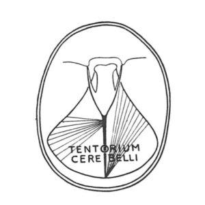 WEBINAR - Beryl E. Arbuckle DO e Paul W. Herr DO. Una Eredità in Osteopatia